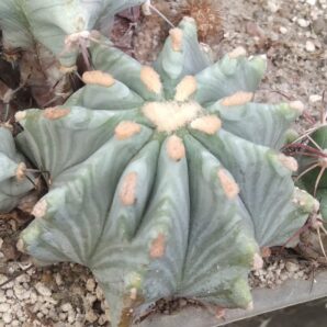 Ferocactus glaucescens f. inermis -d-5.5-6cm-