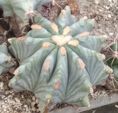 Ferocactus glaucescens f. inermis -d-5.5-6cm-
