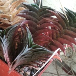 Нaworthia nigra x viscosa -A.Plapp- пагони-