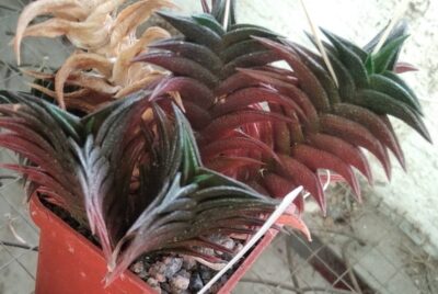 Нaworthia nigra x viscosa -A.Plapp- пагони-