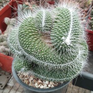 Mammillaria spinosisima cv."Uno Pico"f. cristata -горщик-11см- щеплена=