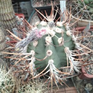 Astrophytum crasispinum cv."Taiho"-cube-8cm- 25years-