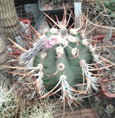 Astrophytum crasispinum cv."Taiho"-cube-8cm- 25years-