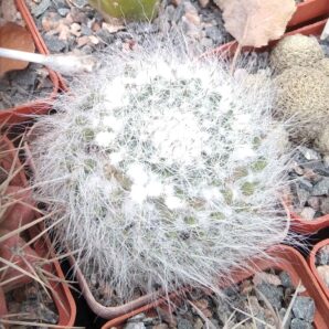 Mammillaria hahniana -cube-7cm-