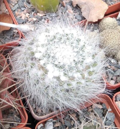 Mammillaria hahniana -cube-7cm-