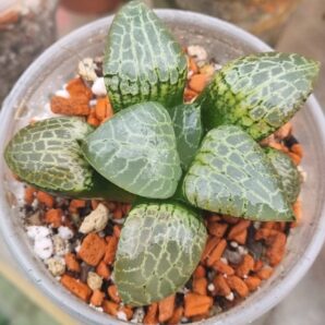 Haworthia "COMPTONIANA GLASS"