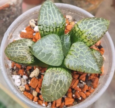 Haworthia "COMPTONIANA GLASS"