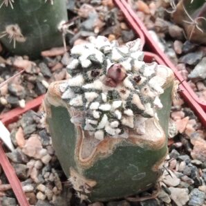 Ariocarpus kotschoubeyanus v.macdowelii PP419 f. multicephalus- рідкість-