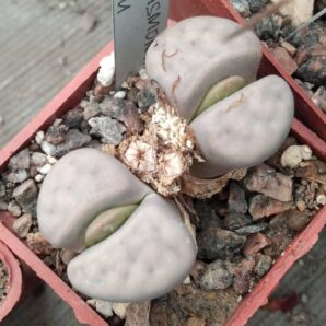 Lithops karasmomtana -Gruenau-seeds-насіння- 20шт-