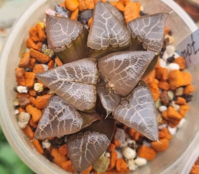 Haworthia "COMPTONIANA select form" - Зображення 2