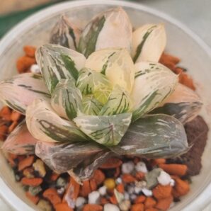 Haworthia obtusa "Himawarily" variegata