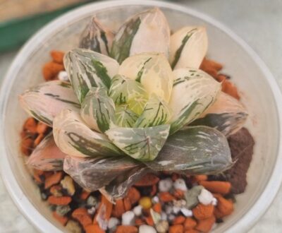 Haworthia obtusa "Himawarily" variegata