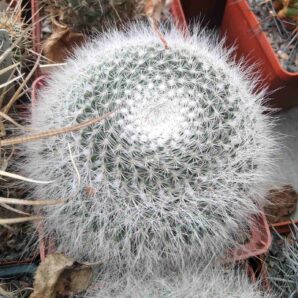 Mammillaria hahniana -cube-9cm-
