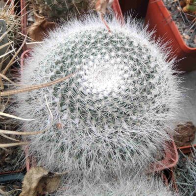 Mammillaria hahniana -cube-9cm-