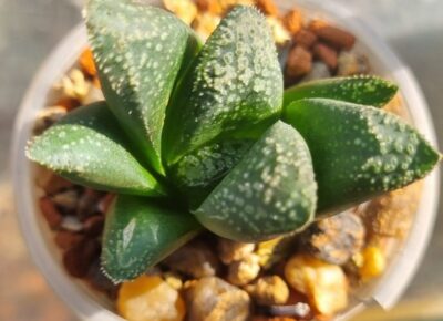 Haworthia splendens "ROSA MADEIRA" - Зображення 2