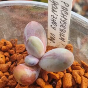 Pachysedum 'GANZHOU' var.