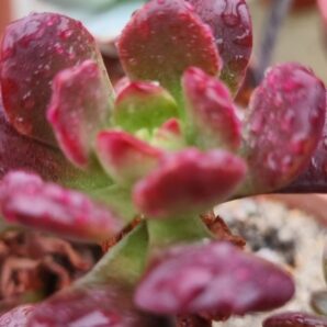 Echeveria "MINI BELLE"