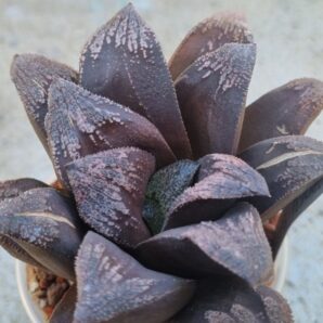Haworthia splendens "ROSA MADEIRA"