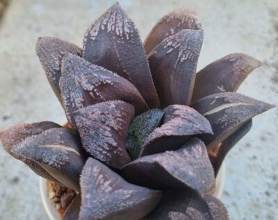 Haworthia splendens "ROSA MADEIRA"