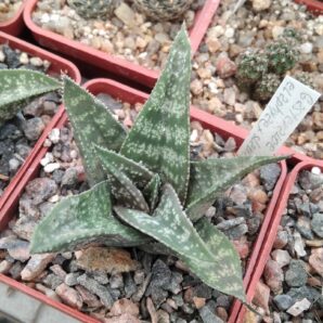 Gasteria elaphiae x Aloe sladeniana -cube-6cm-