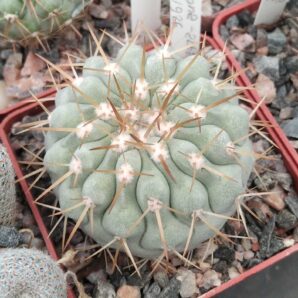 Copiapoa cinerea v. columna-alba JN1926 -cube-6cm-прихована підщепа-