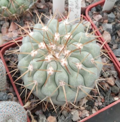 Copiapoa cinerea v. columna-alba JN1926 -cube-6cm-прихована підщепа-