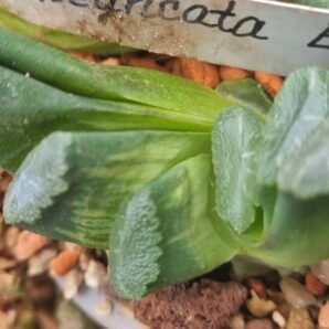 Haworthia truncata EN var.