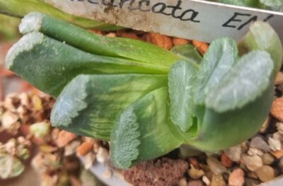 Haworthia truncata EN var.