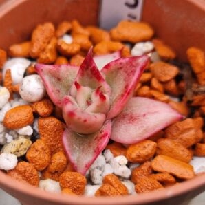 Echeveria "Jade Star" var.