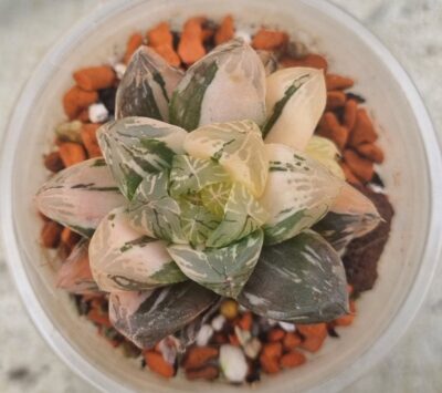 Haworthia obtusa "Himawarily" variegata - Зображення 2