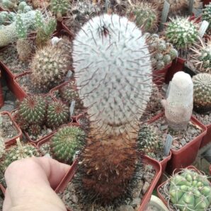 Mammillaria perezdelarosae -cube-6cm-15years-