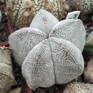 Astrophytum myriostigma cv."Onzuka"-діаметр -6-7см-