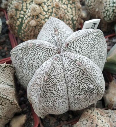 Astrophytum myriostigma cv."Onzuka"-діаметр -6-7см-