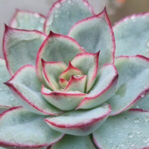 Echeveria "ESTHER"