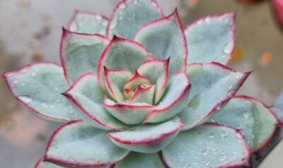 Echeveria "ESTHER"