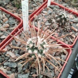 Toumea papyracatha SB504 -сube-6cm- щеплена-