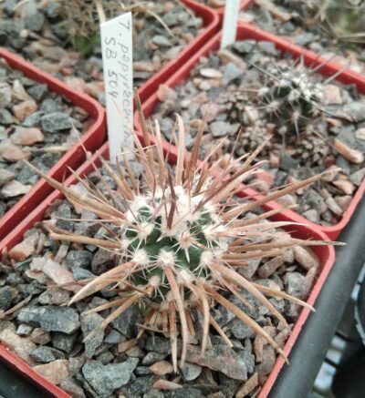 Toumea papyracatha SB504 -сube-6cm- щеплена-