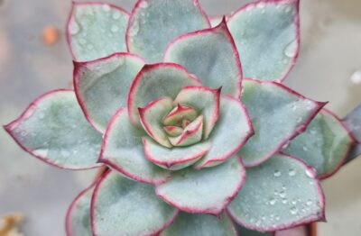 Echeveria "ESTHER" - Зображення 2