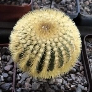 Uebelmania eriocactoides -cube-7cm-щеплена-