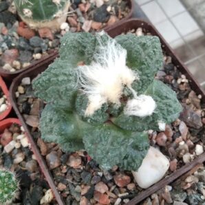 Ariocarpus cv."Godzilla"-cube-7cm- щеплений-