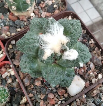Ariocarpus cv."Godzilla"-cube-7cm- щеплений-