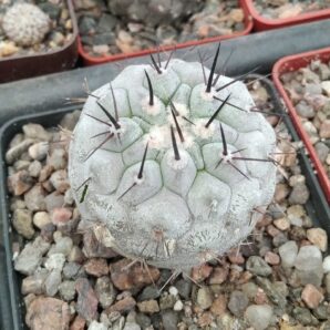 Copiapoa cinerea -San Ramon- cube-8cm- коріння від Е.юсберті-