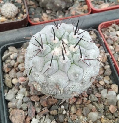 Copiapoa cinerea -San Ramon- cube-8cm- коріння від Е.юсберті-