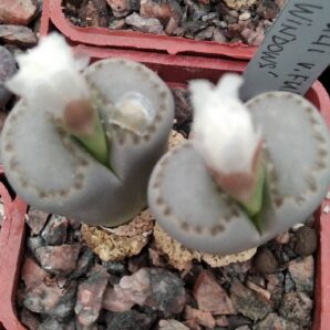Lithops jullii v. fulleri "Milky Windous"-seeds-насіння- 20шт-