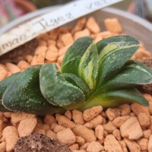 Haworthia "TIGER PIGMAEA" var.