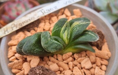 Haworthia "TIGER PIGMAEA" var.