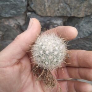 Mammillopsis senilis -rare-