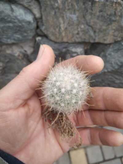 Mammillopsis senilis -rare-