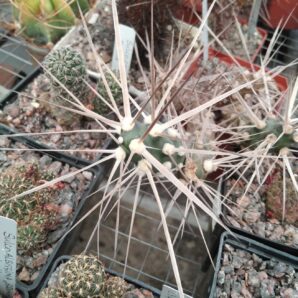 Maihueniopsis darvinii v. hickenii -пагони-