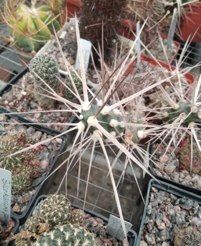 Maihueniopsis darvinii v. hickenii -пагони-
